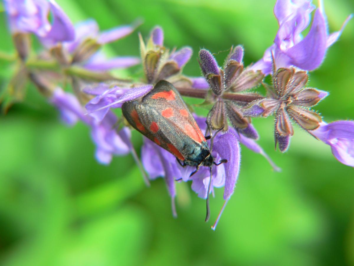 Zygaena flipendulae ?